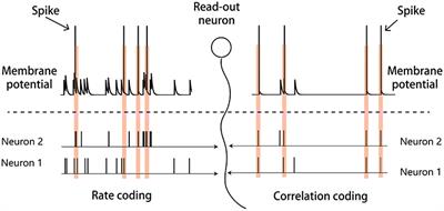 Dynamic Information Encoding With Dynamic Synapses in Neural Adaptation